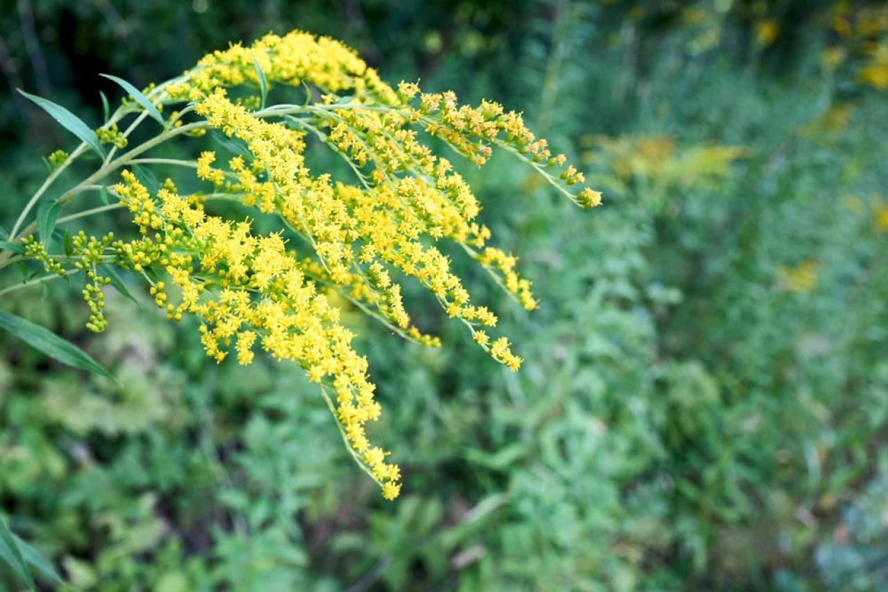 【秋のナチュラルガーデン】宿根草［8選］でおしゃれで植えっぱなしの庭づくり（画像5）