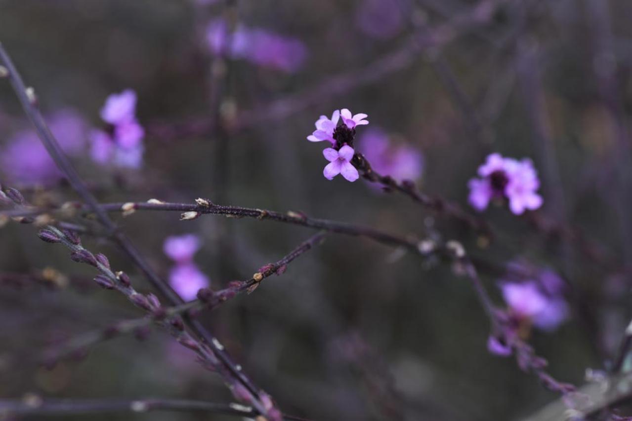 【秋のナチュラルガーデン】宿根草［8選］でおしゃれで植えっぱなしの庭づくり（画像4）