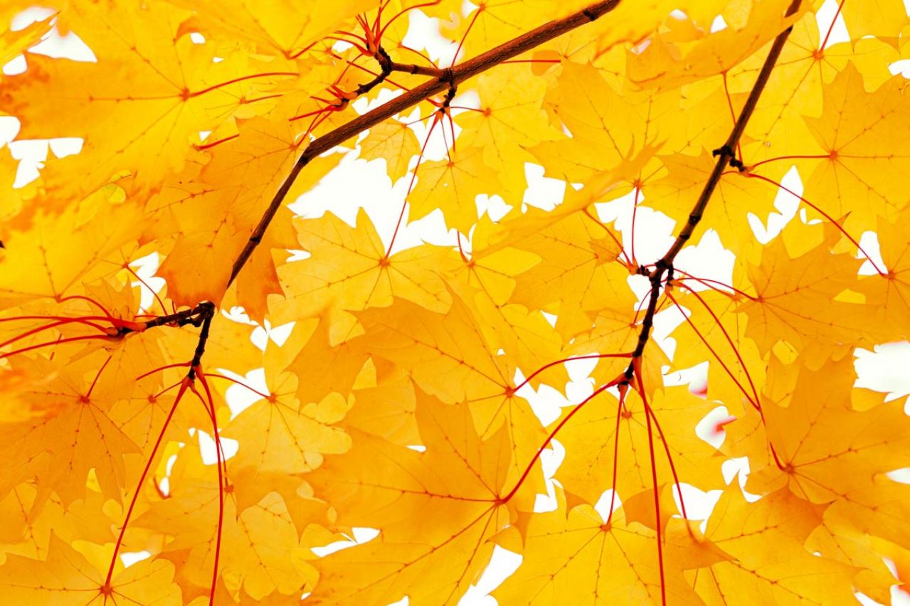 【秋の童話】テソク（ウォンビン）の献身が胸を打つ！思わず絶句の衝撃的なラストが待つ 13〜18話【韓国ドラマ】