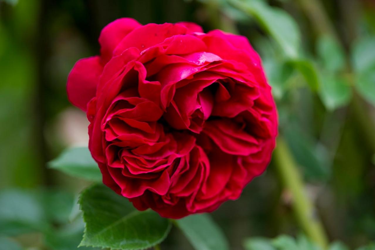 初めてのバラ選び！バラの3大花形「剣弁高芯・カップ・ロゼット」ってどんな花形？