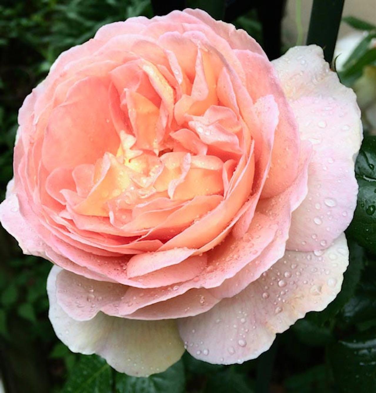 初めてのバラ選び！バラの3大花形「剣弁高芯・カップ・ロゼット」ってどんな花形？（画像5）