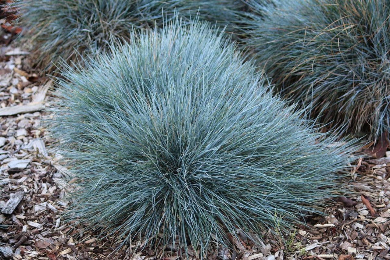 鉢植えや狭い場所でも育てやすい【グラス】8選［初心者向け］（画像3）