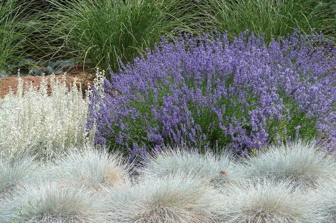 鉢植えや狭い場所でも育てやすい【グラス】8選［初心者向け］