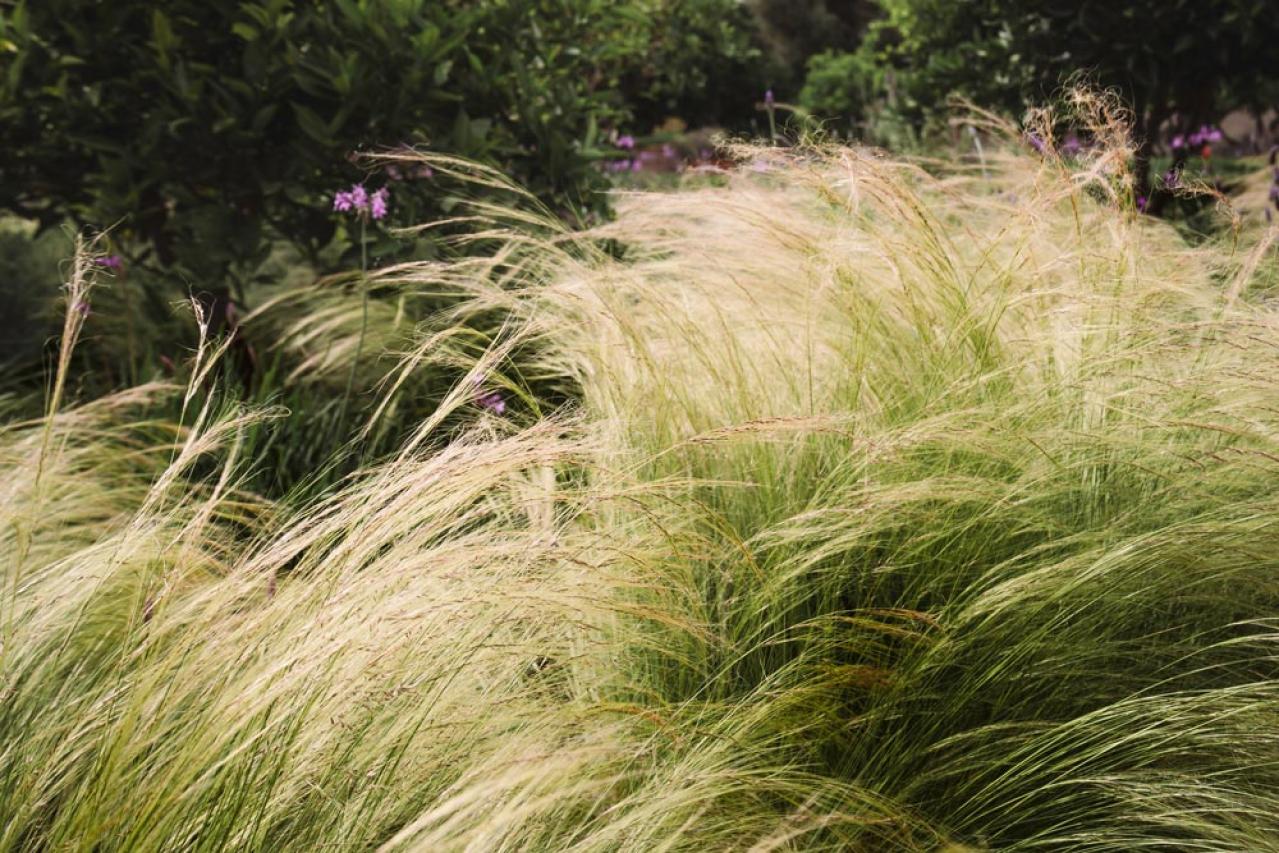 鉢植えや狭い場所でも育てやすい【グラス】8選［初心者向け］（画像6）