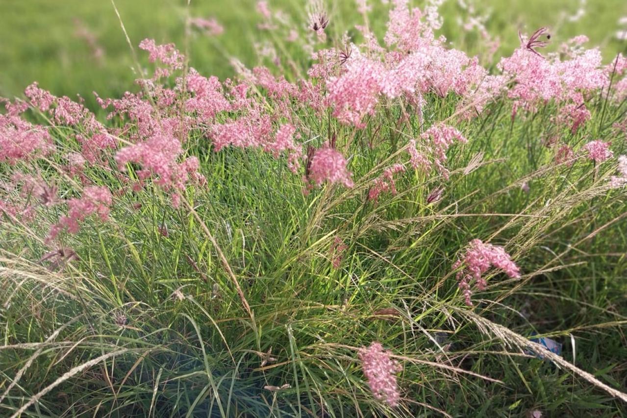 鉢植えや狭い場所でも育てやすい【グラス】8選［初心者向け］（画像4）