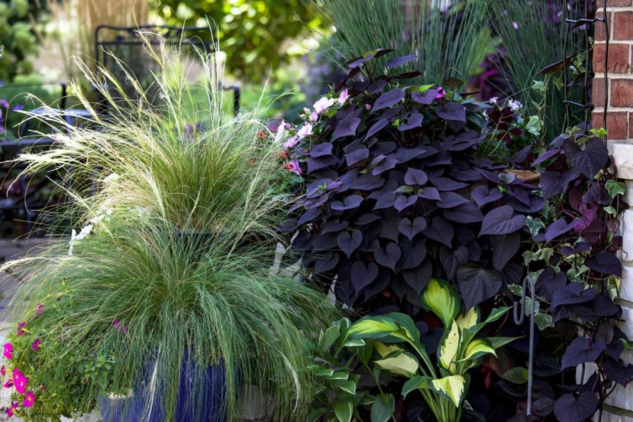 鉢植えや狭い場所でも育てやすい【グラス】8選［初心者向け］（画像12）