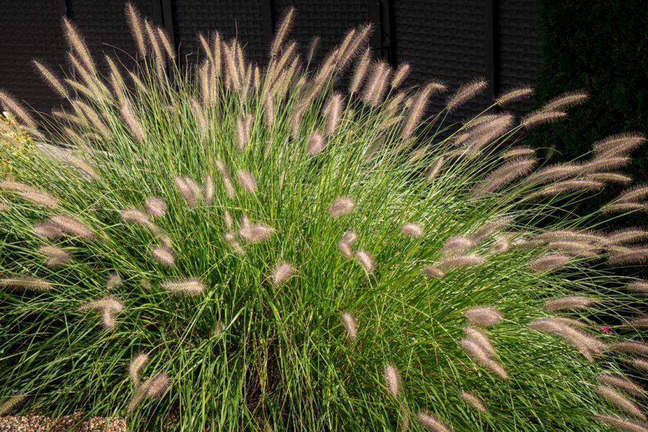 鉢植えや狭い場所でも育てやすい【グラス】8選［初心者向け］（画像10）