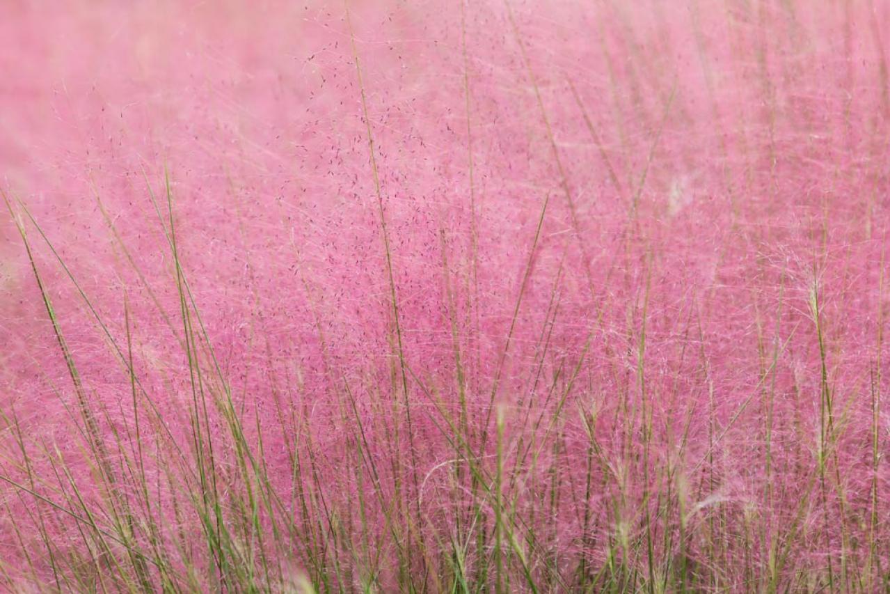 鉢植えや狭い場所でも育てやすい【グラス】8選［初心者向け］（画像11）