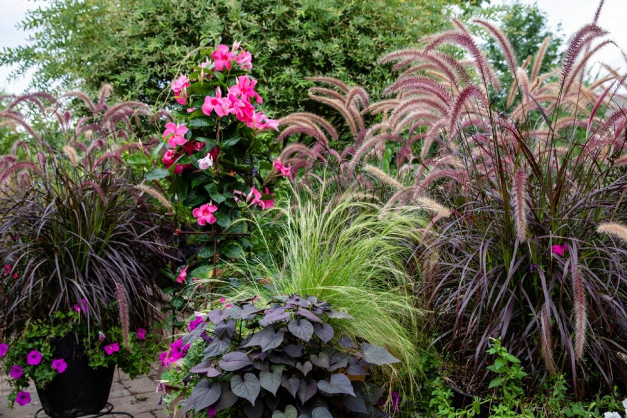 鉢植えや狭い場所でも育てやすい【グラス】8選［初心者向け］（画像2）