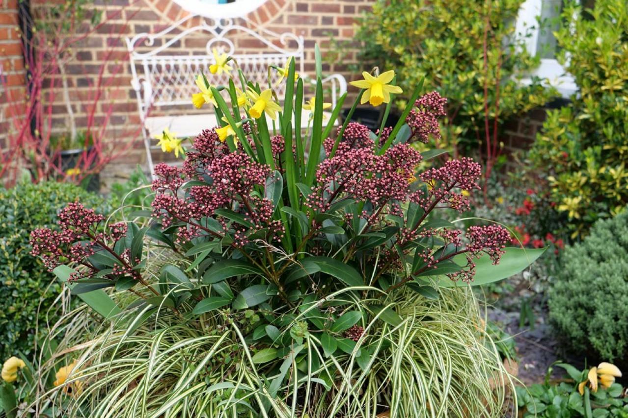 鉢植えや狭い場所でも育てやすい【グラス】8選［初心者向け］（画像9）