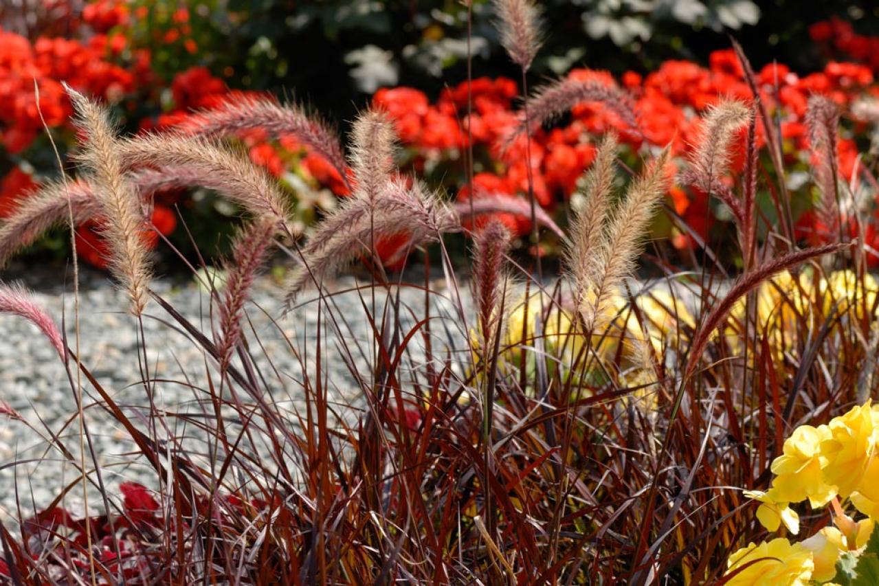 鉢植えや狭い場所でも育てやすい【グラス】8選［初心者向け］（画像7）