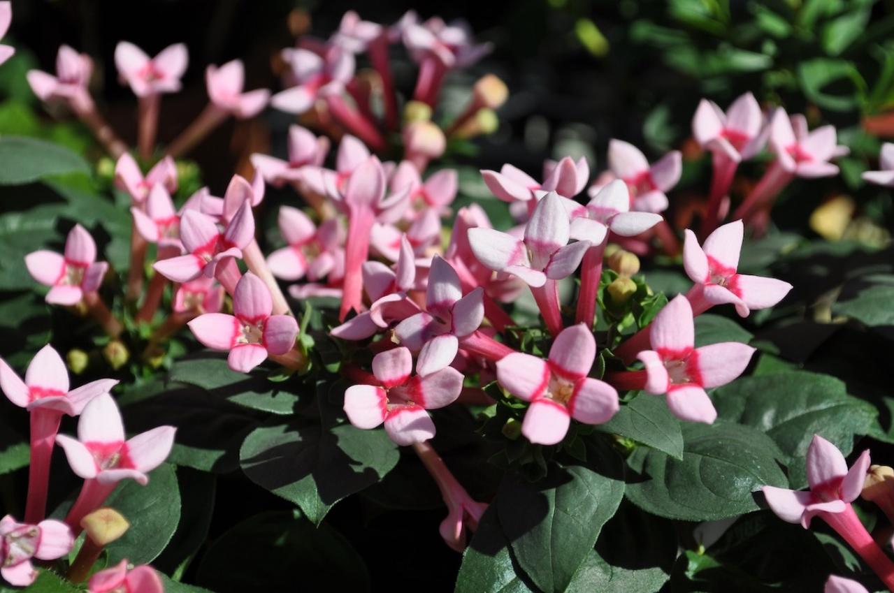 10月10日の花とは？【366日の誕生花と幸せの花言葉】