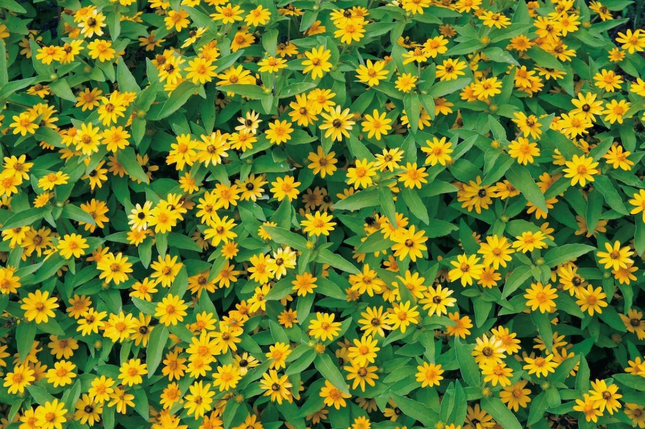 10月18日の花とは？【366日の誕生花と幸せの花言葉】