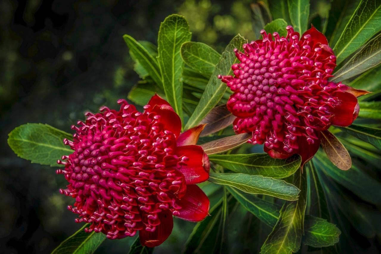 10月21日の花とは？【366日の誕生花と幸せの花言葉】