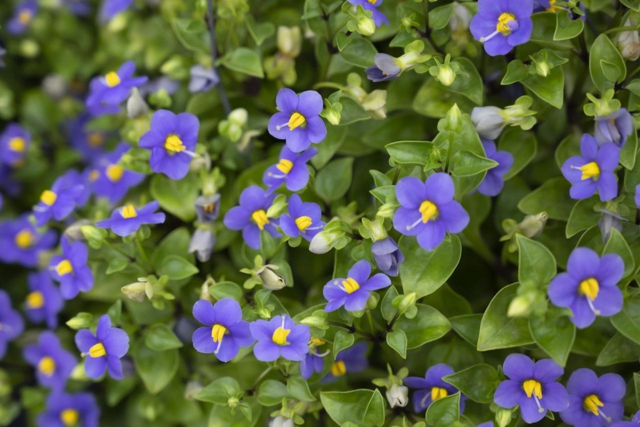 10月20日の花とは？【366日の誕生花と幸せの花言葉】
