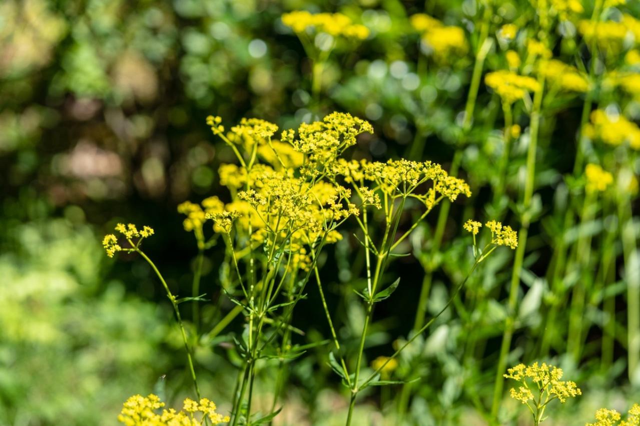 10月9日の花とは？【366日の誕生花と幸せの花言葉】
