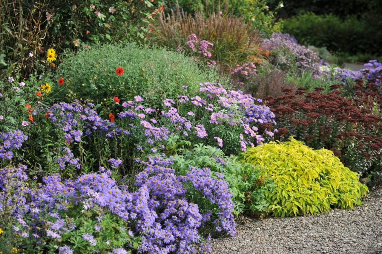 寂しくなりがちな秋の庭に！小花いっぱいに咲く「宿根アスター」（多年草）（画像3）