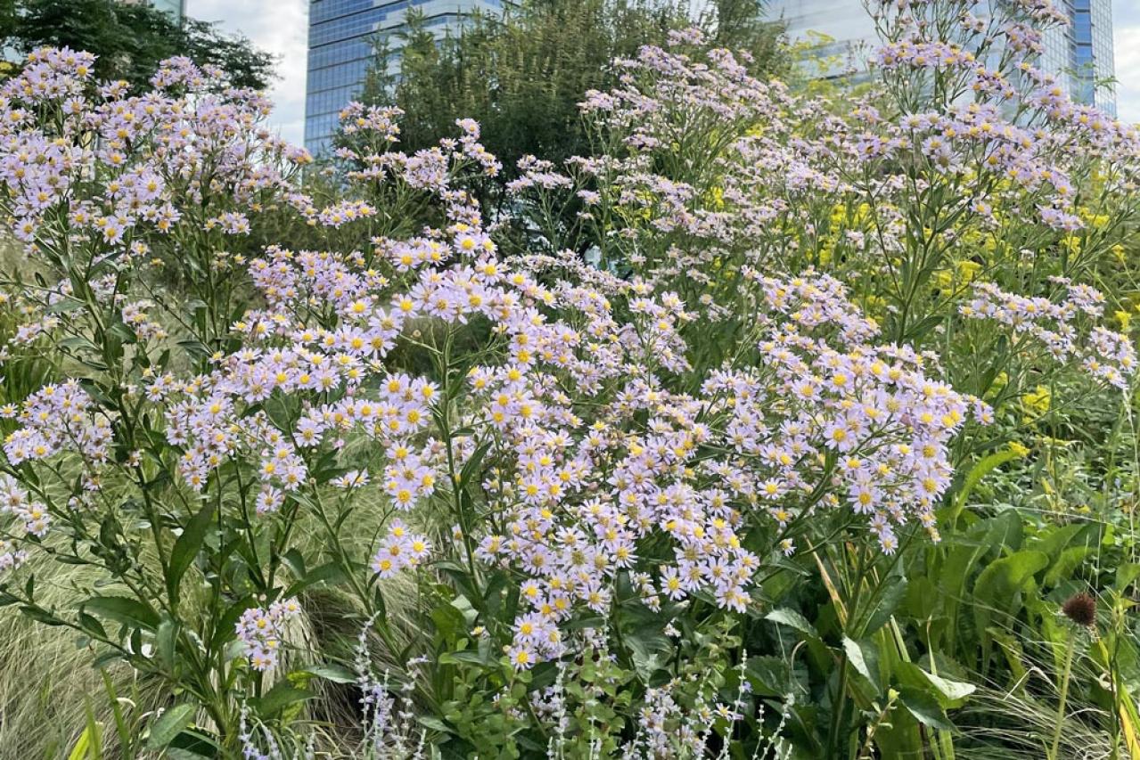 寂しくなりがちな秋の庭に！小花いっぱいに咲く「宿根アスター」（多年草）（画像4）