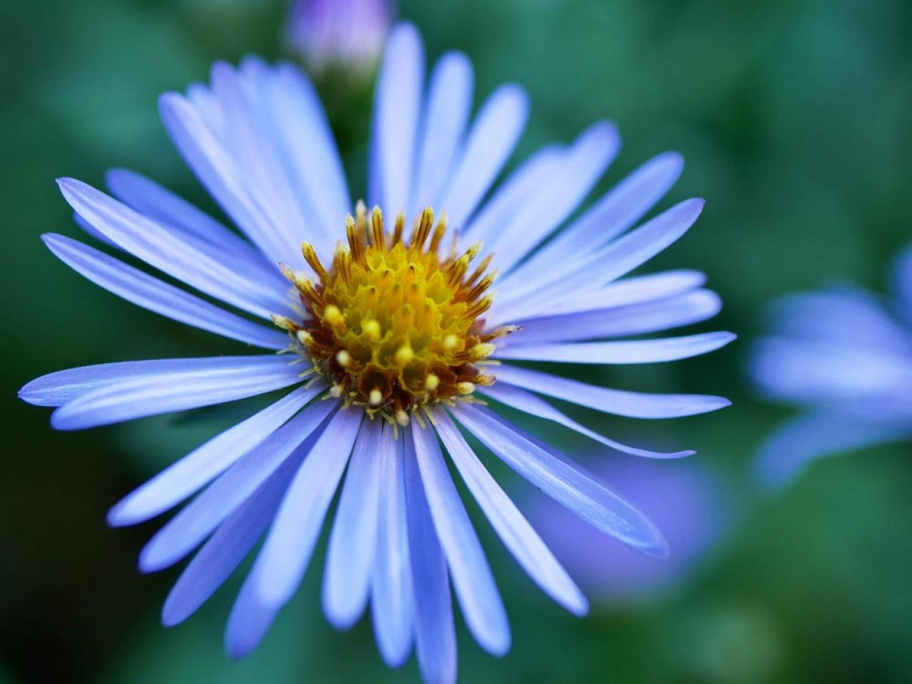 寂しくなりがちな秋の庭に！小花いっぱいに咲く「宿根アスター」（多年草）（画像2）
