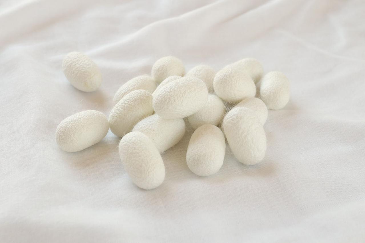 この「美しい繭玉」からとれる絹糸は何メートル？貴重な国内生産のシルク製品も紹介（画像2）