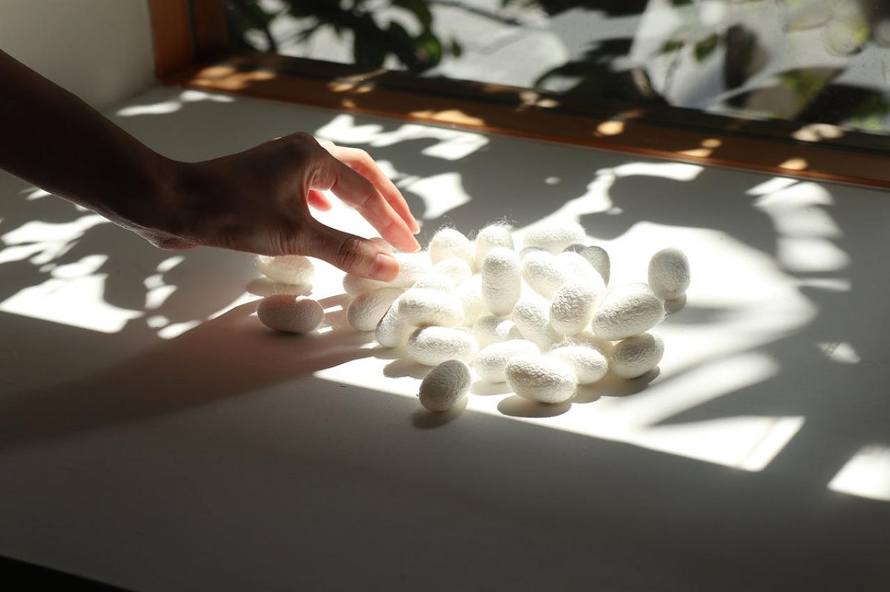 この「美しい繭玉」からとれる絹糸は何メートル？貴重な国内生産のシルク製品も紹介