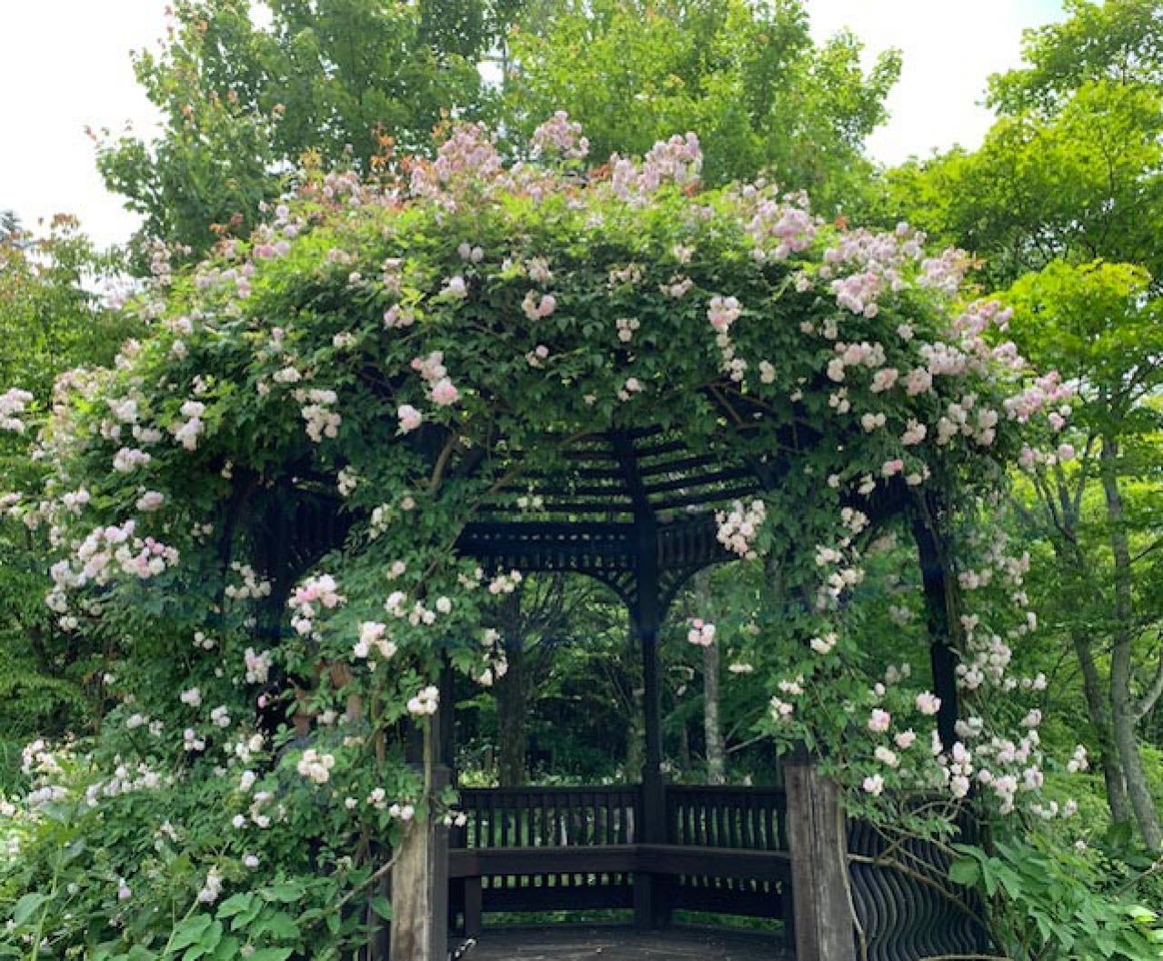 意外と知らない！ガーデニング向け小輪ポンポン咲き＆一重咲きバラの選び方と楽しみ方（画像3）