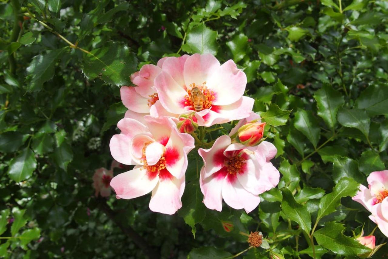 意外と知らない！ガーデニング向け小輪ポンポン咲き＆一重咲きバラの選び方と楽しみ方（画像5）