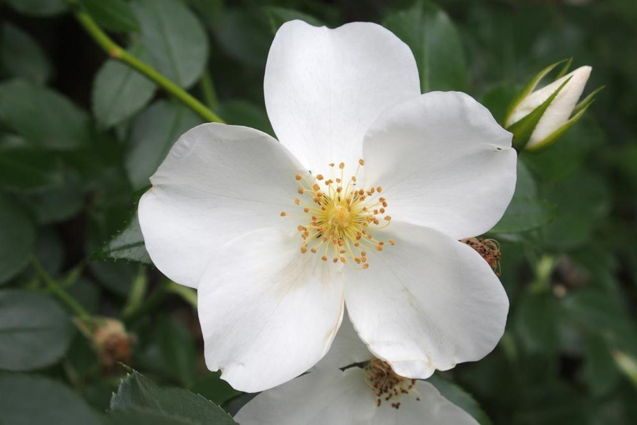 意外と知らない！ガーデニング向け小輪ポンポン咲き＆一重咲きバラの選び方と楽しみ方（画像4）