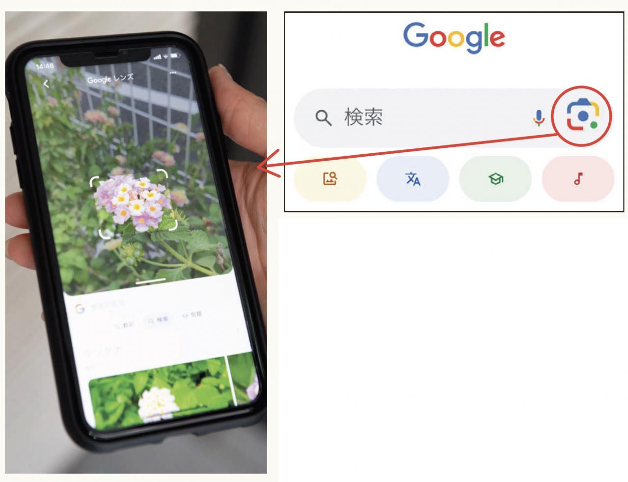 【スマホの超基本】道端に咲く花の名前がわからないときはどうする？ 覚えておきたい「便利機能」（画像5）