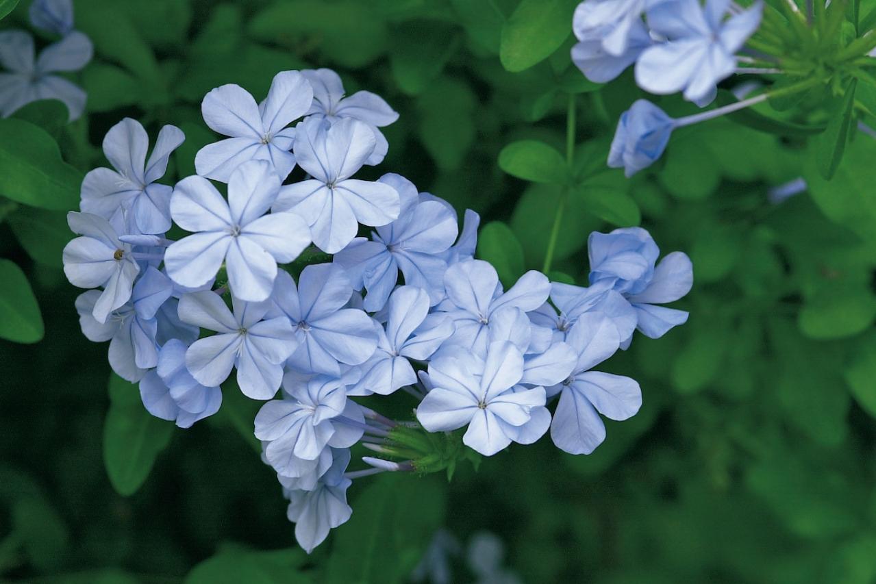 10月23日の花とは？【366日の誕生花と幸せの花言葉】