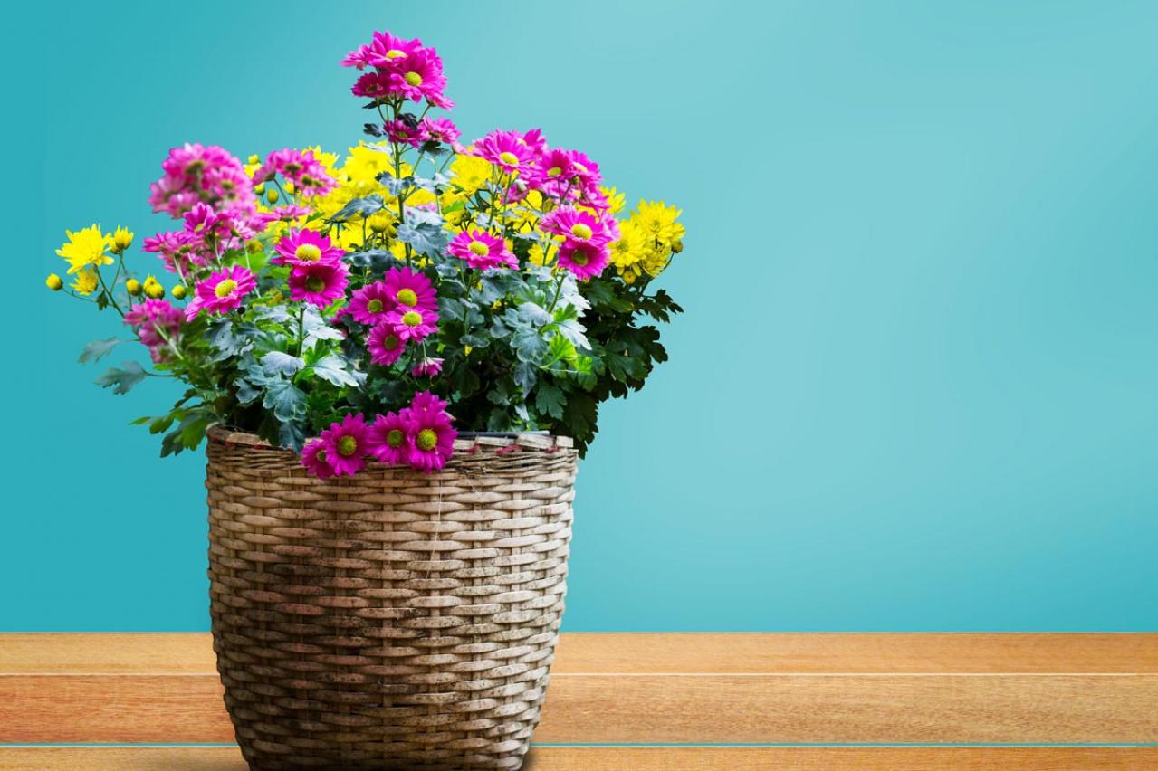 秋のガーデニングで華やかに！丈夫で育てやすいキク（マム）の鉢植えアイデア６選