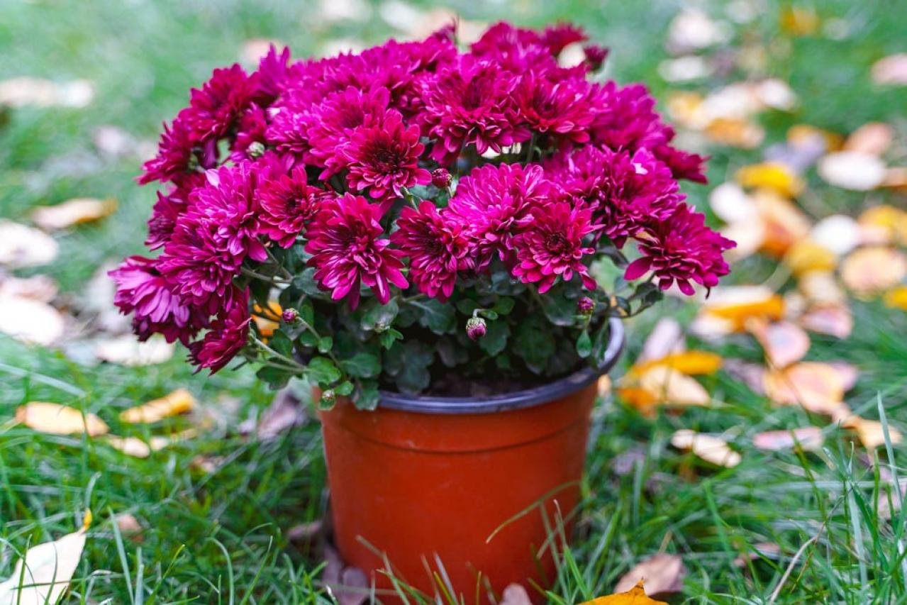 秋のガーデニングで華やかに！丈夫で育てやすいキク（マム）の鉢植えアイデア６選（画像2）