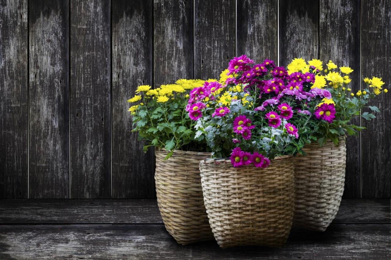 秋のガーデニングで華やかに！丈夫で育てやすいキク（マム）の鉢植えアイデア６選（画像10）