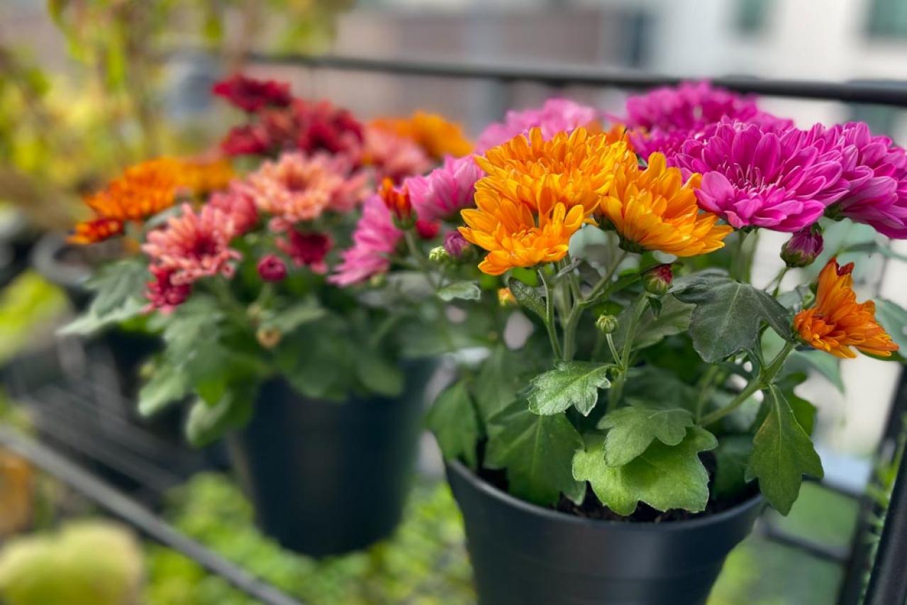 秋のガーデニングで華やかに！丈夫で育てやすいキク（マム）の鉢植えアイデア６選（画像4）