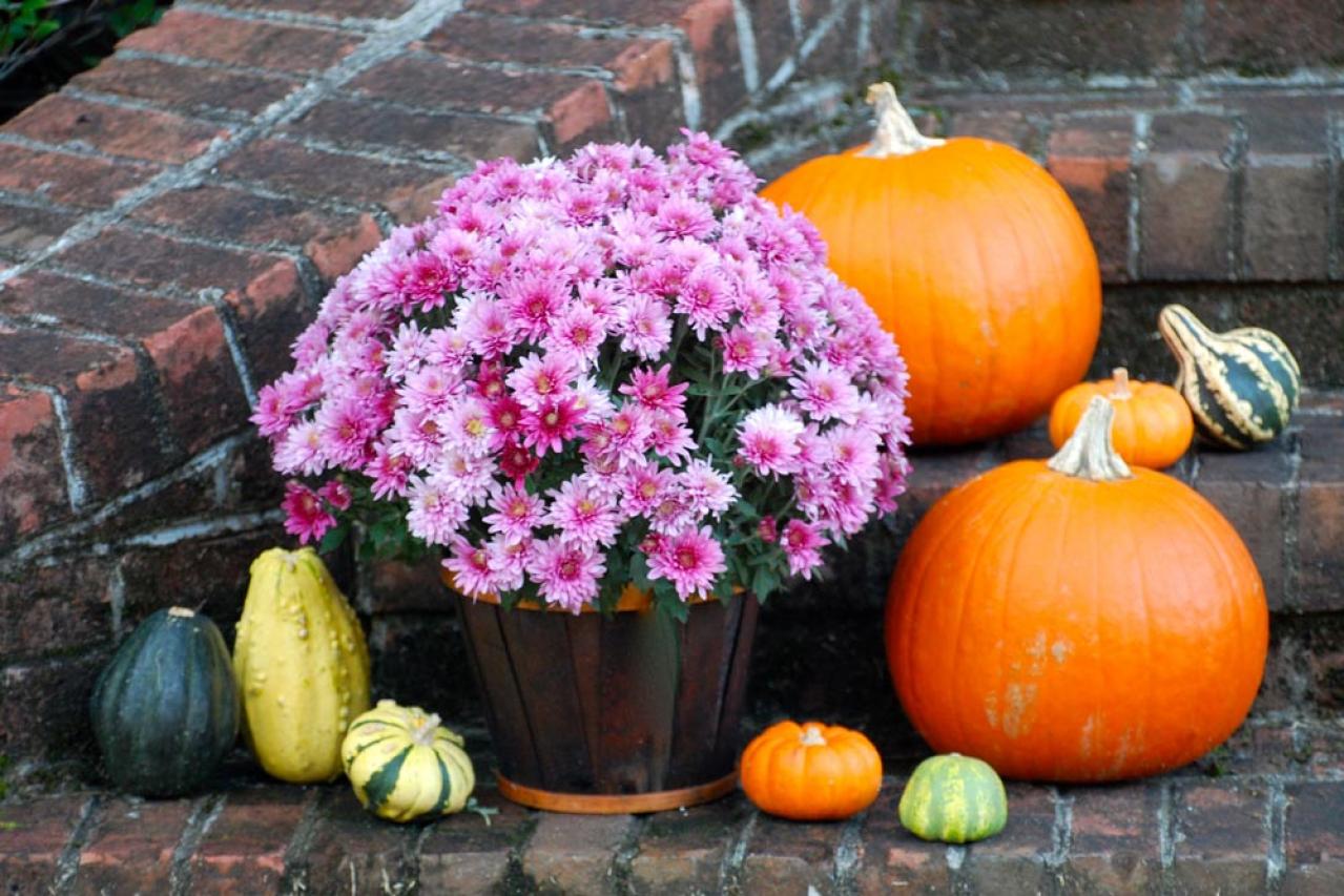 秋のガーデニングで華やかに！丈夫で育てやすいキク（マム）の鉢植えアイデア６選（画像8）