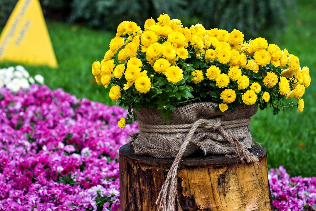 秋のガーデニングで華やかに！丈夫で育てやすいキク（マム）の鉢植えアイデア６選（画像13）