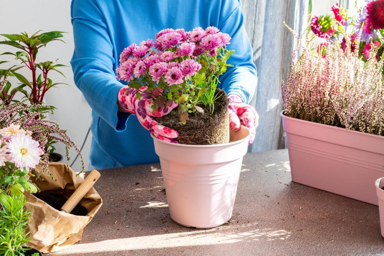 秋のガーデニングで華やかに！丈夫で育てやすいキク（マム）の鉢植えアイデア６選（画像3）