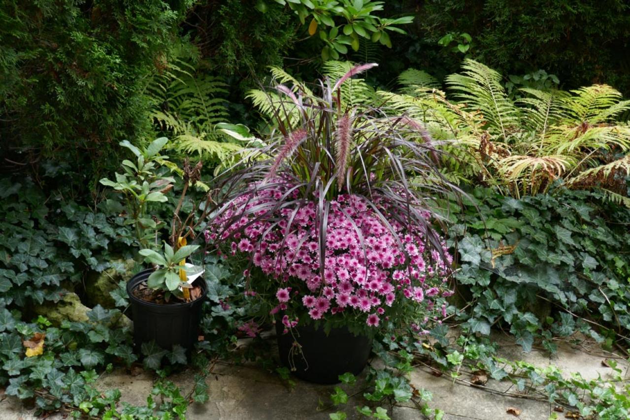 秋のガーデニングで華やかに！丈夫で育てやすいキク（マム）の鉢植えアイデア６選（画像15）