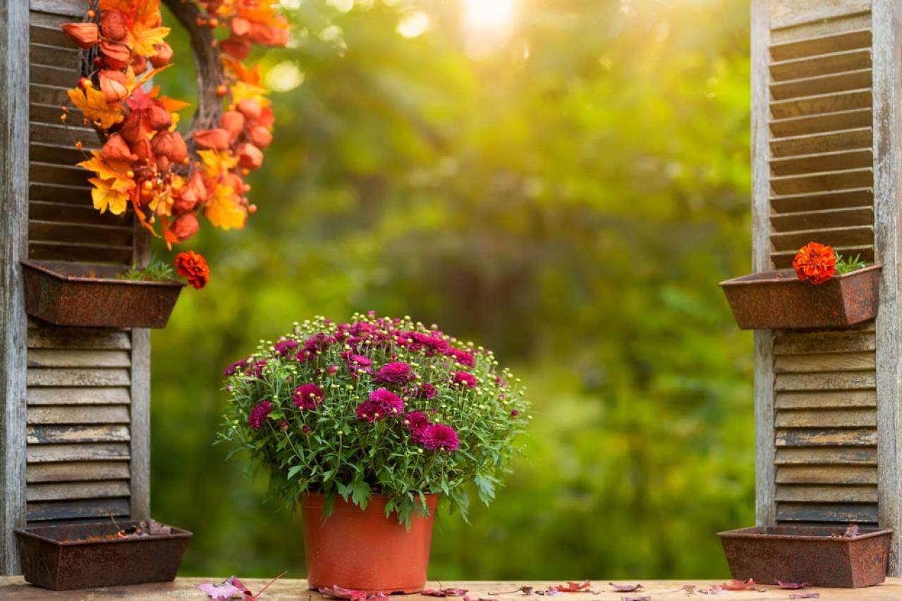 秋のガーデニングで華やかに！丈夫で育てやすいキク（マム）の鉢植えアイデア６選（画像7）