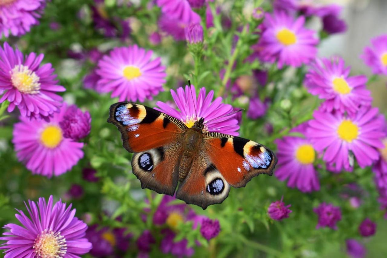 秋冬のガーデニング！庭やベランダで育てやすい蝶を呼ぶ花［8選］（画像7）