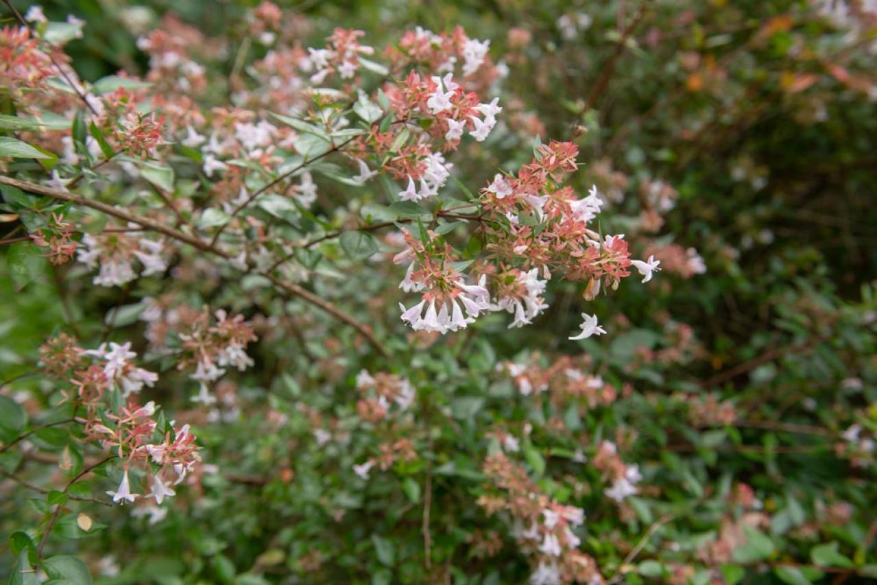 秋冬のガーデニング！庭やベランダで育てやすい蝶を呼ぶ花［8選］（画像10）