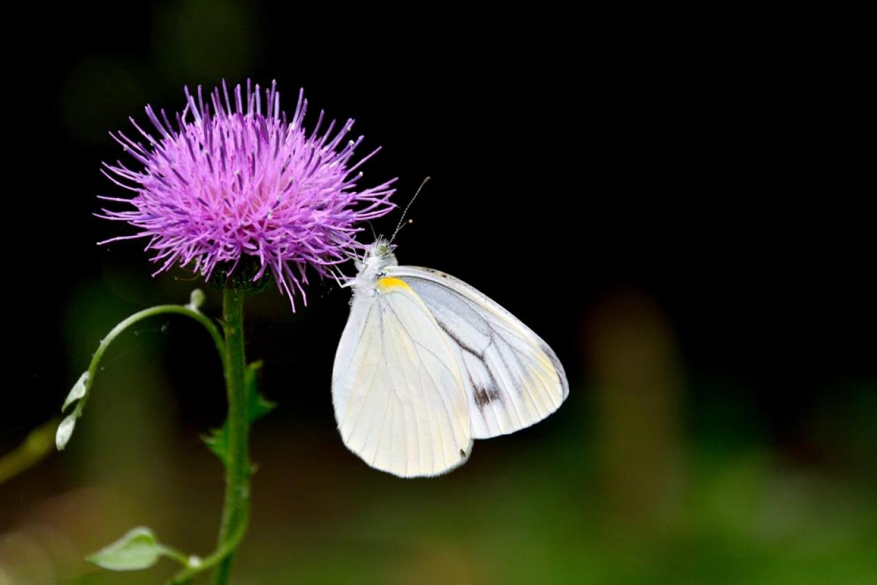 秋冬のガーデニング！庭やベランダで育てやすい蝶を呼ぶ花［8選］（画像15）