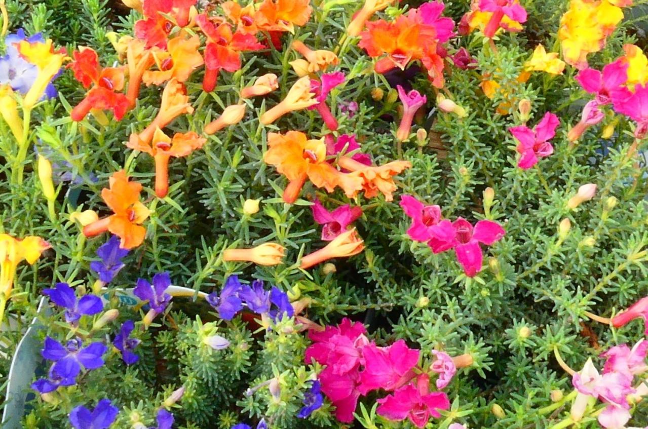 11月3日の花とは？【366日の誕生花と幸せの花言葉】