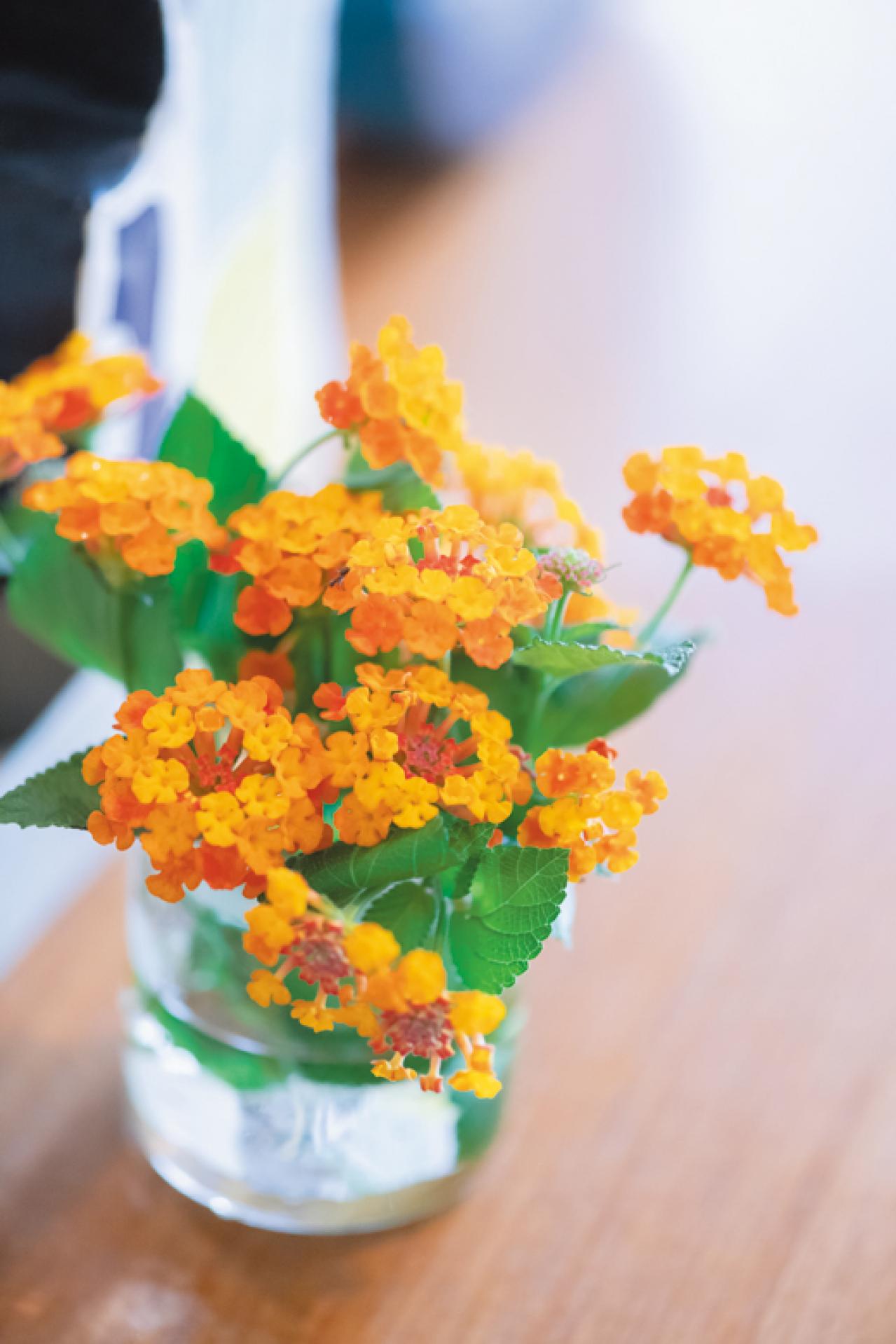 【60代からの新しい暮らし】江波戸玲子さんが叶えた葉山と東京の二拠点生活のリアルとは？（画像7）