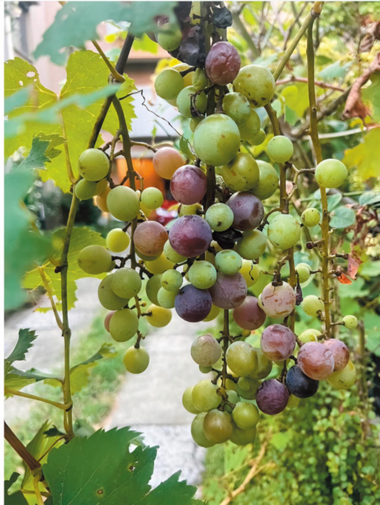 【キャシー中島さん・72歳】娘夫婦と互いにストレスなく同居する秘訣とは？［後編］（画像4）