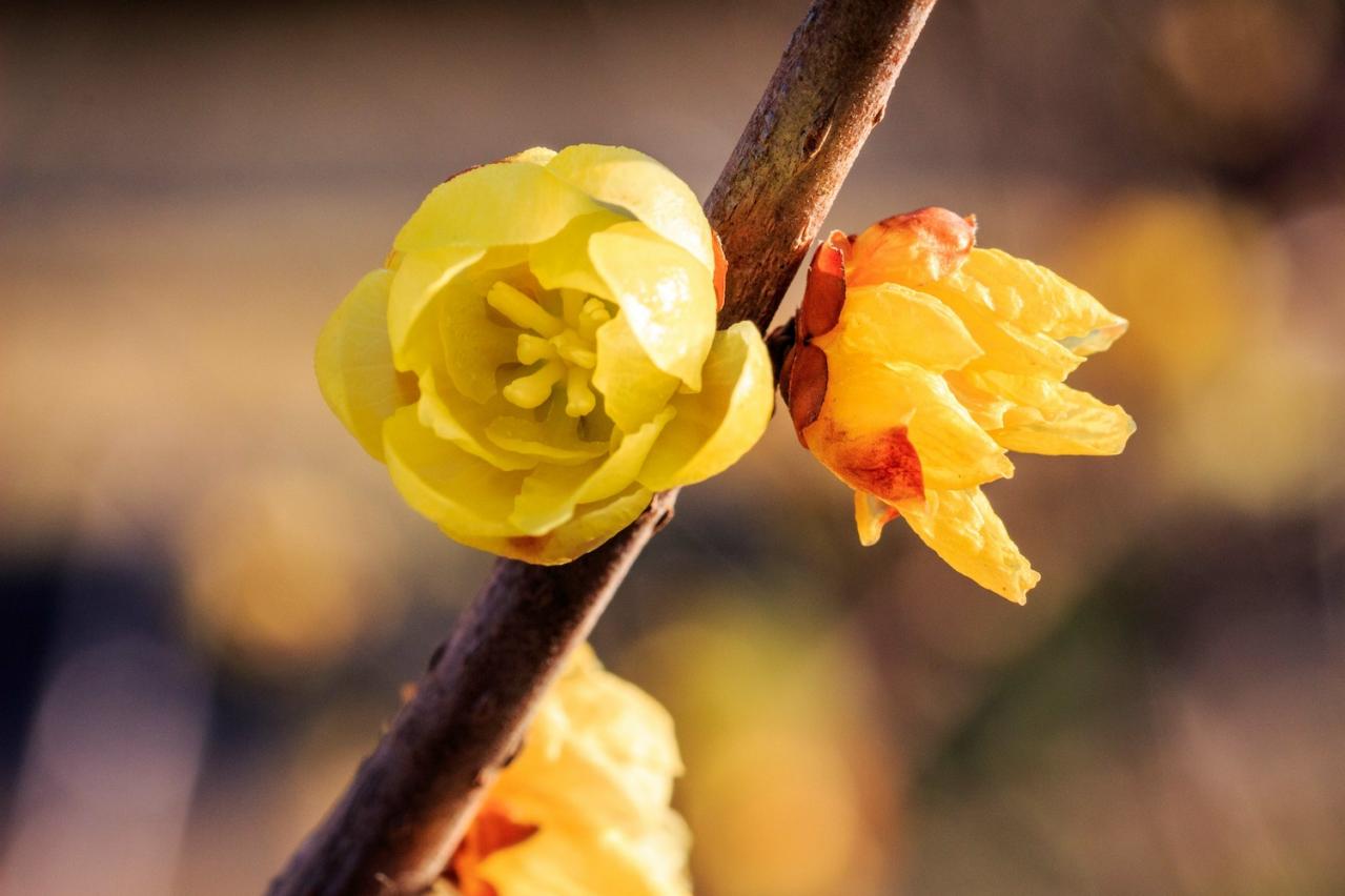 1月の誕生花と花言葉一覧【366日の誕生花と幸せの花言葉】（画像13）