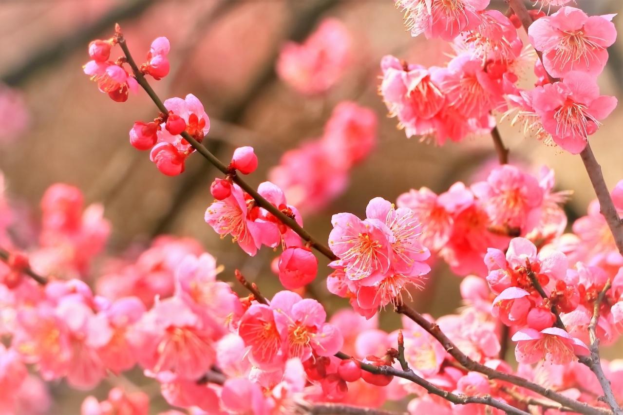 1月の誕生花と花言葉一覧【366日の誕生花と幸せの花言葉】（画像9）