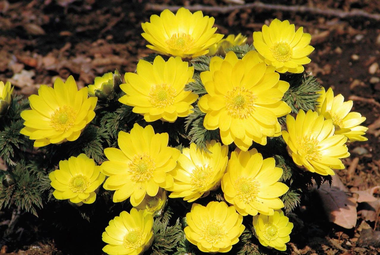 1月の誕生花と花言葉一覧【366日の誕生花と幸せの花言葉】（画像12）