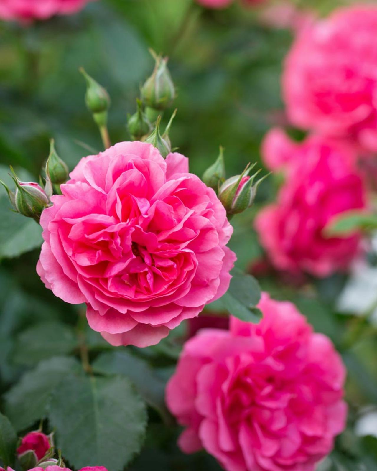 【ガーデニング】初めてのバラ栽培　苗はどこで買う？—初心者のバラ育てQ＆A（画像4）