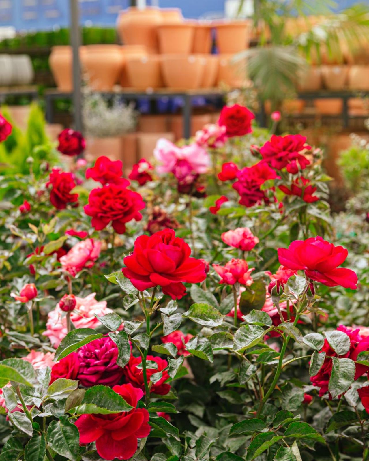 【ガーデニング】初めてのバラ栽培　苗はどこで買う？—初心者のバラ育てQ＆A（画像3）